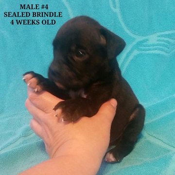 Medium Photo #1 Boxer Puppy For Sale in CORYDON, IN, USA