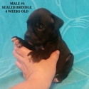 Small Photo #1 Boxer Puppy For Sale in CORYDON, IN, USA