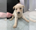 *KYLE - Male Siberian Husky Dog for Adoption - Small photo