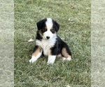 Small Australian Shepherd