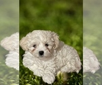 Small Photo #2 Maltipoo Puppy For Sale in GLENDALE, AZ, USA