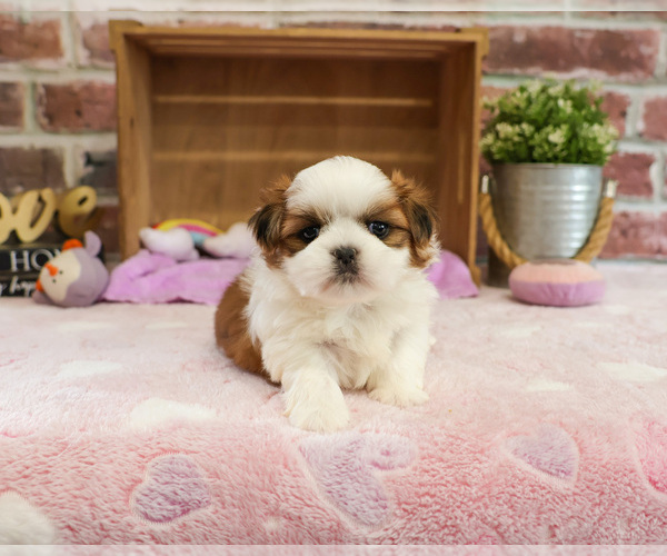 Medium Photo #2 Shih Tzu Puppy For Sale in SYRACUSE, IN, USA