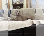 Small #8 Weimaraner