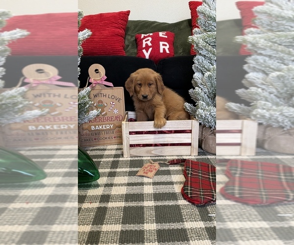 Medium Photo #4 Golden Retriever Puppy For Sale in LAKELAND, FL, USA