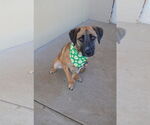Small #1 Black Mouth Cur Mix