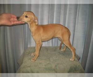 Whippet Puppy for sale in TULSA, OK, USA