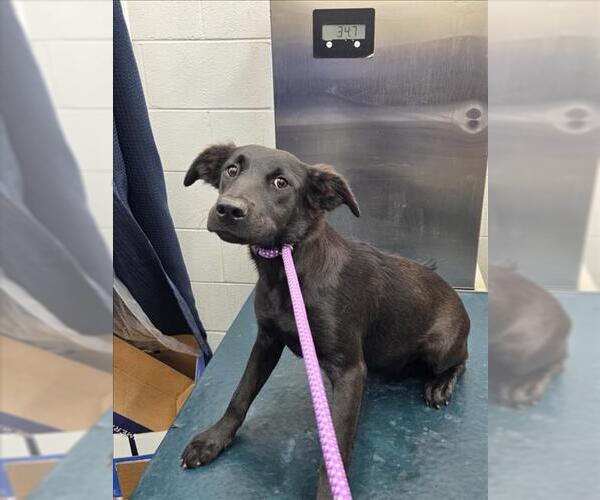 Medium Photo #1 Labrador Retriever Puppy For Sale in Mobile, AL, USA