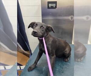 Labrador Retriever Dogs for adoption in Mobile, AL, USA