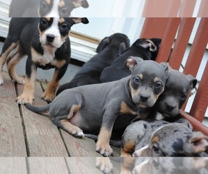 American Bully Puppy for sale in LEWISBURG, TN, USA