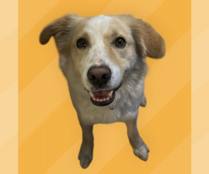 Golden Retriever-Unknown Mix Dogs for adoption in Rockville, MD, USA