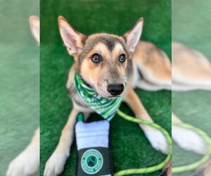 Huskies -Unknown Mix Dogs for adoption in San Diego, CA, USA