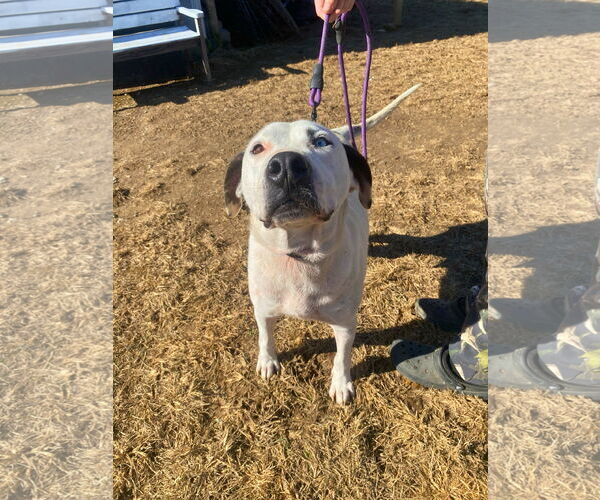 Medium Photo #2 Mutt Puppy For Sale in White Bluff, TN, USA