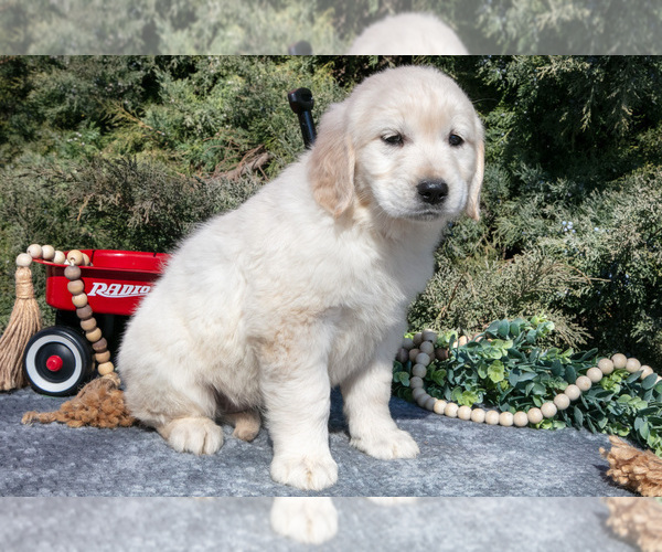Medium Photo #2 English Cream Golden Retriever Puppy For Sale in ROCHESTER, IN, USA