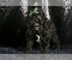 Small #7 Goldendoodle (Miniature)