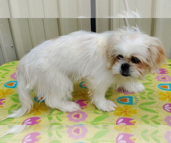 Medium Photo #3 Pekingese Puppy For Sale in Mountain View, MO, USA
