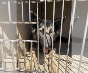 German Shepherd Dog-Unknown Mix Dogs for adoption in Oklahoma City, OK, USA