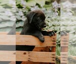 Puppy Birdie Labrador Retriever