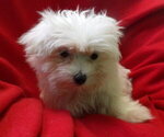 Small #4 Maltese