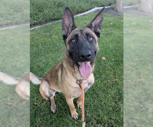 Mutt Dogs for adoption in Redlands, CA, USA