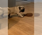 Small Photo #1 Pug Puppy For Sale in CLARKSON, KY, USA