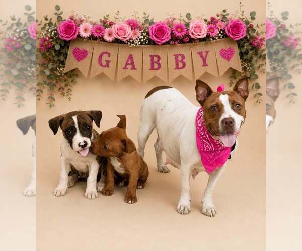 Medium Photo #3 American Pit Bull Terrier-Unknown Mix Puppy For Sale in Shillington, PA, USA