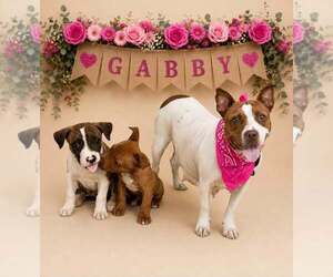 Gabby - Female American Pit Bull Terrier-Unknown Mix Dog for Adoption - Photo #3