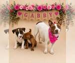 Small #2 American Pit Bull Terrier Mix