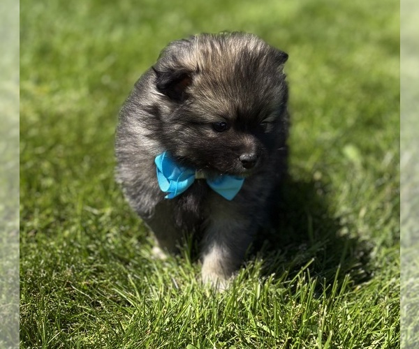 Medium Photo #13 Pomeranian Puppy For Sale in ROCK STREAM, NY, USA