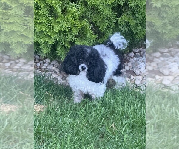 Medium Photo #1 Poodle (Toy) Puppy For Sale in CARMEL, IN, USA