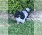 Small Photo #1 Poodle (Toy) Puppy For Sale in CARMEL, IN, USA