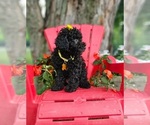 Small #7 Poodle (Toy)