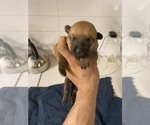 Small Photo #8 Malinois Puppy For Sale in BRONX, NY, USA