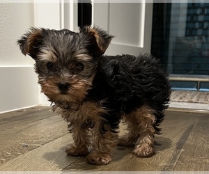 Yorkshire Terrier Puppy for Sale in ARGYLE, Texas USA