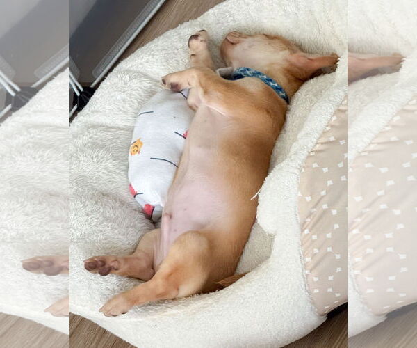 Medium Photo #4 Chihuahua-Unknown Mix Puppy For Sale in Corona, CA, USA