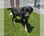 Small #1 Mutt