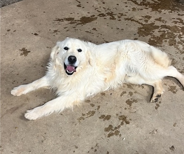 Medium Photo #1 Golden Retriever Puppy For Sale in BOILING SPGS, SC, USA