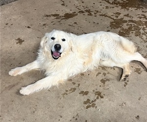 Father of the Golden Retriever puppies born on 02/19/2025