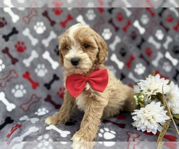 Medium Photo #9 Cock-A-Poo Puppy For Sale in LAKELAND, FL, USA