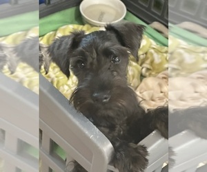Schnauzer (Miniature) Puppy for Sale in SARASOTA, Florida USA