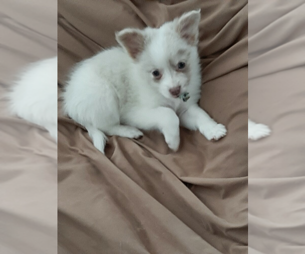 View Ad Pomeranian Puppy for Sale near Minnesota, STAPLES, USA. ADN502271