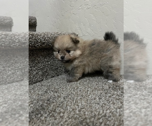 Medium Photo #2 Pomeranian Puppy For Sale in CAVE CREEK, AZ, USA