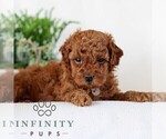 Small #3 Goldendoodle (Miniature)