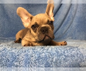 French Bulldog Puppy for sale in HOLLYWOOD, FL, USA