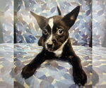 Small #1 Red Heeler Mix