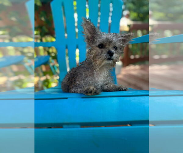 Medium Photo #3 Mutt Puppy For Sale in Pacolet, SC, USA