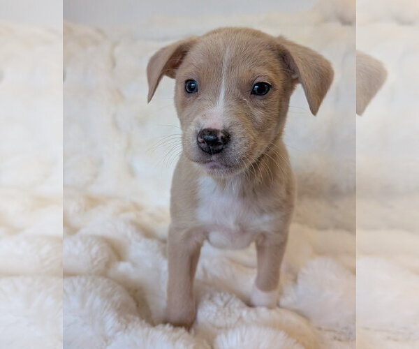 Medium Photo #1 Mutt Puppy For Sale in Brooklyn Center, MN, USA