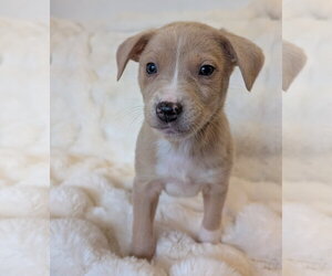 Mutt Dogs for adoption in Brooklyn Center, MN, USA