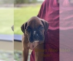 Small Photo #4 Boxer Puppy For Sale in WAUCHULA, FL, USA