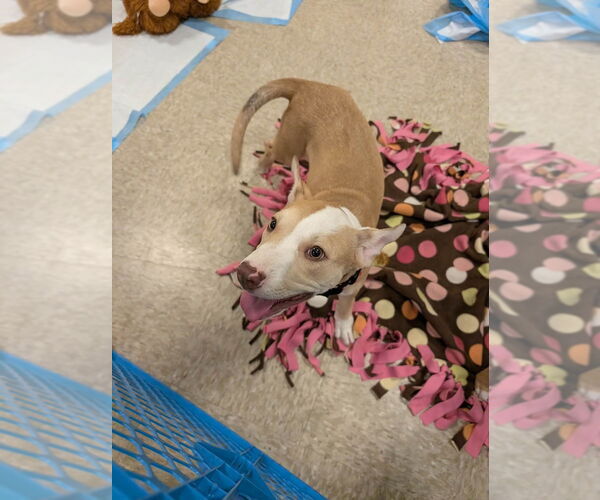 Medium Photo #2 Mutt Puppy For Sale in Wenonah, NJ, USA