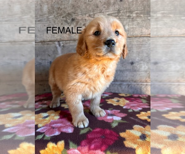 Medium Photo #9 Golden Retriever Puppy For Sale in VERMONTVILLE, MI, USA